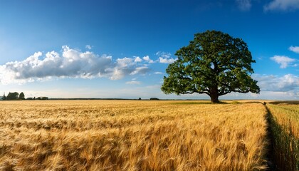 Landscape Endless Wheat Field Blue Sky Massive Old Oak Tree
