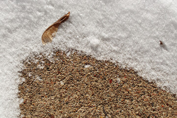 A maple seed pod, or samara, on a border of white snow and rough concrete, highlighting the transition between winter and nature. abstract concept of life or persistence. background with copy space.