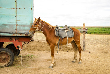 a brown horse with a saddle. A working horse tethered near a rusty trailer in a rural setting. Traditional horse keeping in Kazakhstan. For agricultural brochures, country lifestyle content.