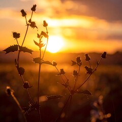 Sunset silhouette of wildflowers