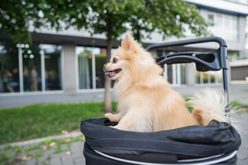 Cute spitz dog in pet stroller outdoors. 