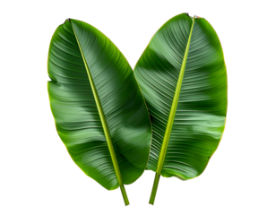 Two vibrant, textured green leaves form a heart shape