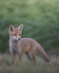 Fototapeta premium Curious Young Fox Cub