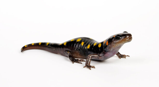 Yellow-spotted salamander, Spotted salamander // Flecken-Querzahnmolch (Ambystoma maculatum) 
