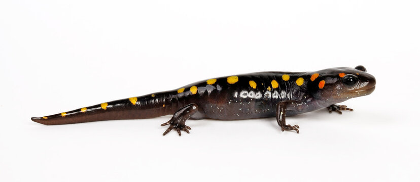 Yellow-spotted salamander, Spotted salamander // Flecken-Querzahnmolch (Ambystoma maculatum) 