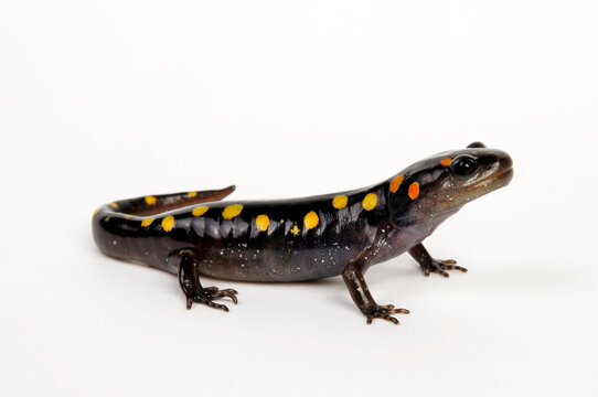 Yellow-spotted salamander, Spotted salamander // Flecken-Querzahnmolch (Ambystoma maculatum) 