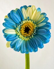 Vibrant blue and white flower