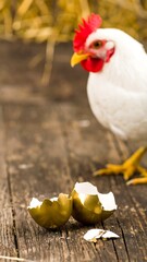 White hen near cracked golden egg