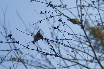 Eurasian Siskin (Spinus spinus) sitting on a tree branch in Zurich, Switzerland