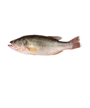 funny misspelled fih fish meme