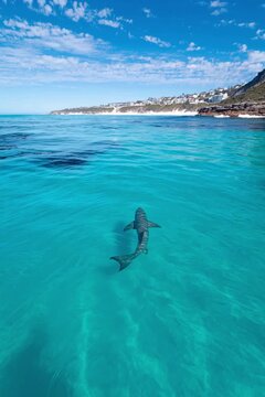 Shark swimming near the shore