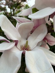 White Magnolia Flower Close Up in Spring Garden.
Close up of white magnolia flower with soft pink tones blooming in spring garden, natural floral background.