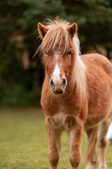 Obraz premium Young brown pony in nature