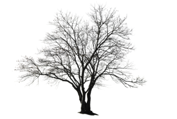 Tree without leaves, ecology, gothic style, horror style, autumn tree PNG