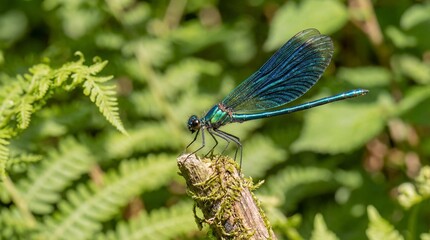 A macro close-up of an iridescent blue and green damselfly perched on a mossy twig. The Beautiful Demoiselle insect in its natural habitat with a blurred green background
