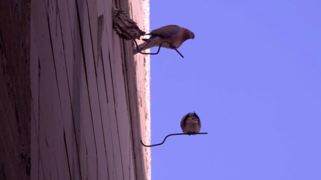 A dynamic shot of two Laughing Doves resting on building wall spikes against a clear blue sky. The video captures natural behaviors like preening and wing stretching, ending with one bird taking off. 