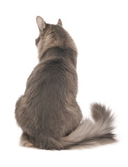 Obraz premium Adorable fluffy gray cat turned back on white background
