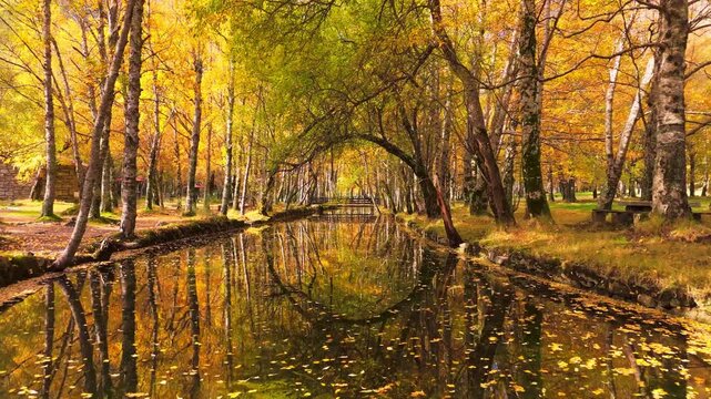 Yellow Birch Trees and Zezere River Source at Covao da Ametade in Autumn. Drone Shot. Serra da Estrela, Portugal. Moving Forward at Low Level