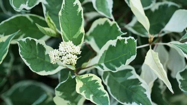 Variegated white and green leaves with white flower buds on a Cornus alba plant