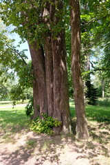 Fototapeta premium a large trunk of an old tree in a summer park