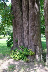 Fototapeta premium a large trunk of an old tree in a summer park