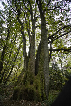 Eine seltsam von Baumgeistern verzauberte Eiche auf dem Kaltensteinpfad, einem Premiumwanderweg im Saarland