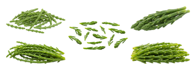 Fresh vibrant green samphire sea vegetables arranged in piles and bundles on a clean white background for commercial use in food photography