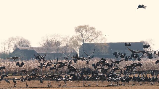 Migratory Hooded Cranes Flying Over Suncheonman Bay in Korea - 한국 순천만 습지 위를 비행하는 겨울 철새 흑두루미 떼