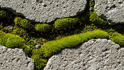 Close-up of vibrant green moss growing in the cracks of a rough concrete surface, showcasing nature's resilience