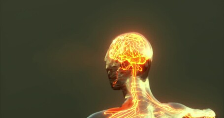 A striking representation of human brain anatomy features glowing neural pathways connecting to the spinal cord. This visualization highlights the intricate connection between the brain and body. - Powered by Adobe