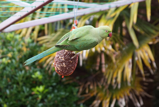 Ring-necked parakeet, rose-ringed parakeet (Psittacula krameri). Net with sunflower seeds, peanuts. Windmill palm, Trachycarpus fortunei on the background. Dutch garden. Winter. December, Netherlands.