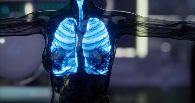 This illustration highlights the intricate structure of human lungs, showcasing bronchial tubes, alveoli, and lung lobes. The transparent view enhances understanding of respiratory anatomy.