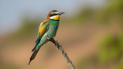 Obraz premium Striking european bee eater perches on delicate branch against softly blurred background