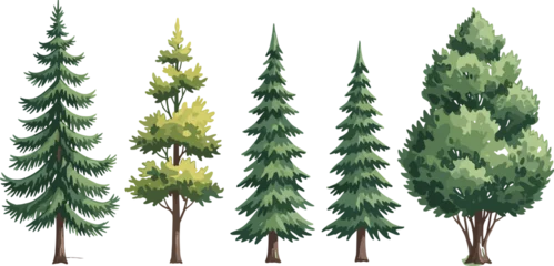 Fotobehang Olijf Cartoon vector illustration of coniferous and deciduous trees for forest, nature, biodiversity, educational, and landscape design stock content.  © Shaqbia