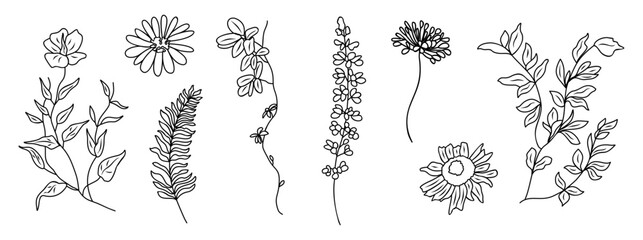 Minimalist black and white botanical line art illustration set with wild flowers leaves and branches isolated on transparent background.