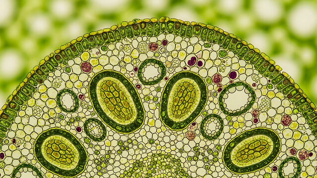 Microscopic Cross Section of a Plant Stem Showing Detailed Cellular Structure and Tissues