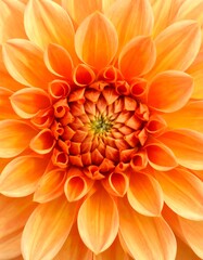 Close-up of a vibrant orange dahlia