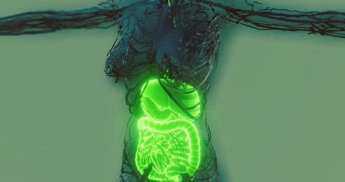 This visual representation showcases the anatomy of the human digestive system, highlighting various organs in a glowing format. It emphasizes the stomach, intestines, and their functions.