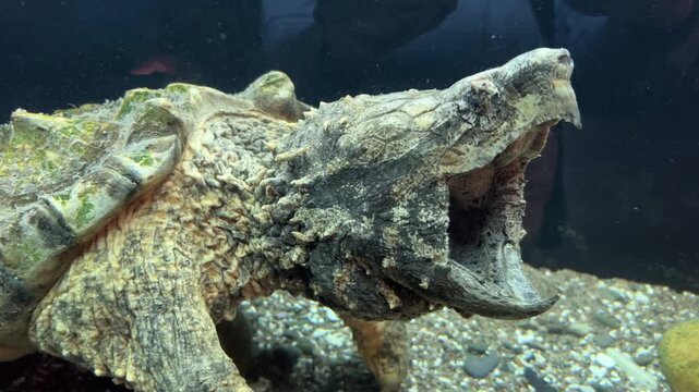 Alligator snapping turtle opening its large beak wide underwater in a freshwater tank
