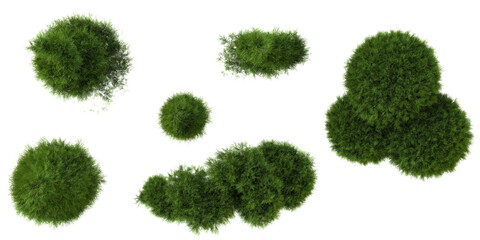 Collection of Platycladus trees on transparent background from the top view