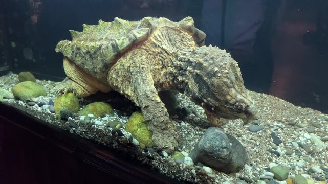 Large alligator snapping turtle crawling on a gravel bottom with stones inside an aquarium