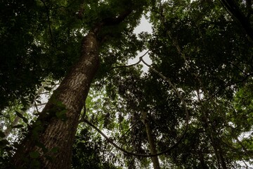 Obraz premium Tall, lush trees with dense foliage in a vibrant rainforest, viewed from the ground up.