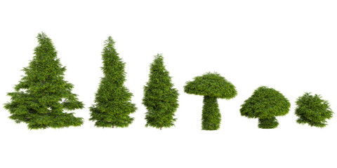 Collection of sabina trees on transparent background