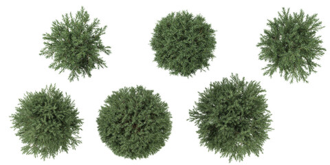 set of Platycladus trees on transparent background from the top view