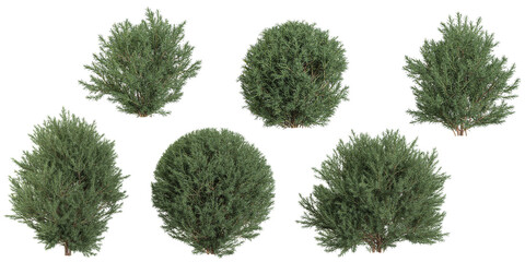 set of Platycladus trees on transparent background