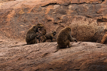 Serengeti National Park, Tanzania: Olive Baboon Troop on the Rocks
