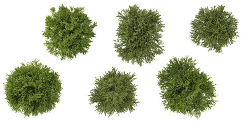 Fototapeta premium set of sabina trees on transparent background from the top view
