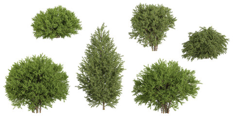 set of sabina trees on transparent background