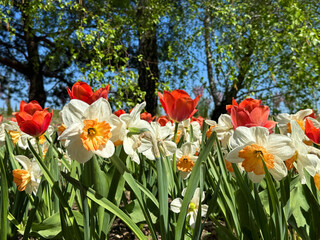 Blooming daffodils and tulips in a spring park.