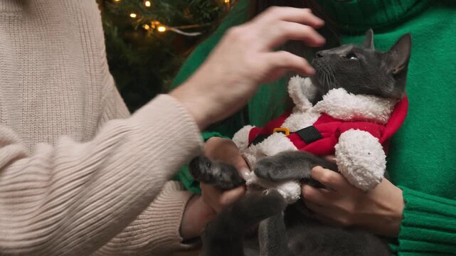 Young couple sits near Christmas tree and carefully puts red Santa costume on gray cat together. They gently hold paws and adjust fluffy collar creating cozy holiday moment.